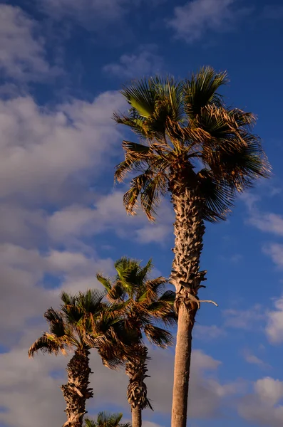 Green Palm Canarian Tree — Stock Photo, Image