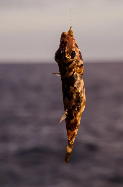 Un poisson de mer accroché — Photo