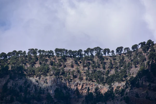 Landschaft mit Kiefernwäldern und Bergen — Stockfoto