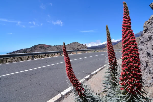Kwiaty czerwone tajinaste na wulkan Teide — Zdjęcie stockowe