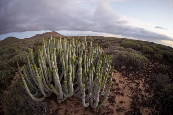 Sonnenuntergang in der Kaktuswüste auf Teneriffa Kanarische Insel — Stockfoto
