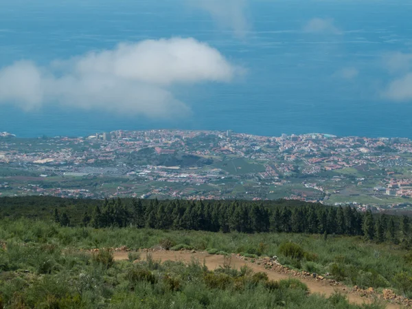 Güzel yeşil çam ağaçları — Stok fotoğraf