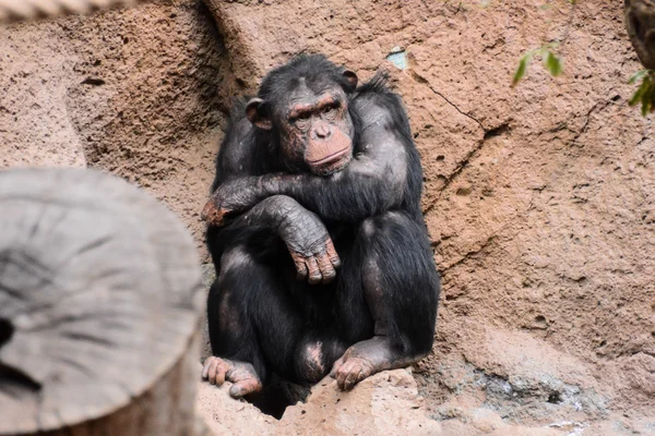 Siyah şempanze maymun memeli hayvan — Stok fotoğraf