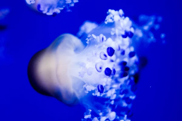 Медуза опасная ядовитая медуза — стоковое фото