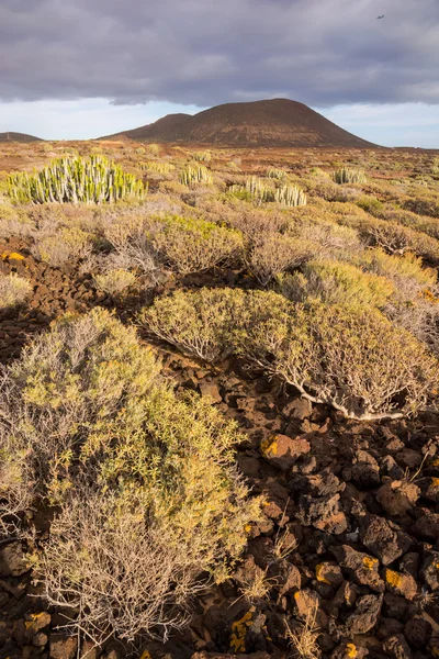 Tramonto nel deserto di Cactus a Tenerife Isola delle Canarie — Foto Stock