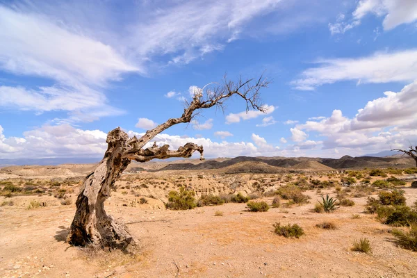 Пустеля Tabernas в Альмерії провінція Іспанії — стокове фото