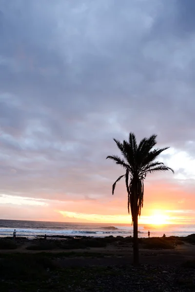 Palm Tree Silhouette — Stock Photo, Image