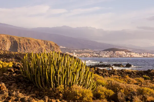 Cactus Desert Sunset in Tenerife Canary Island — Stock Photo, Image