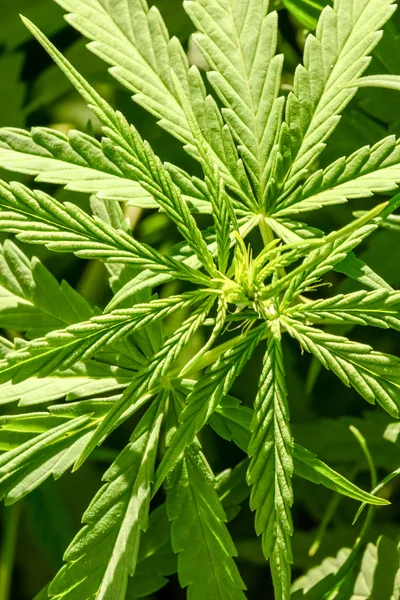Detalle de planta de hoja de marihuana de cannabis — Foto de Stock