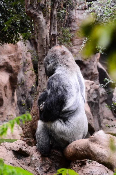 大きな哺乳類灰色の大人の強いゴリラ — ストック写真