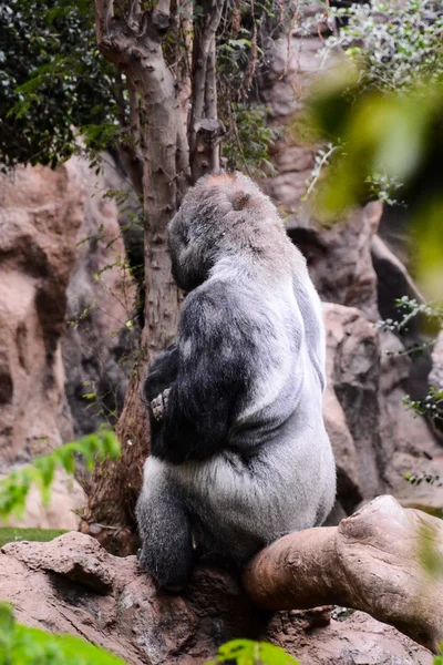 Grande mamífero gris adulto fuerte gorila —  Fotos de Stock