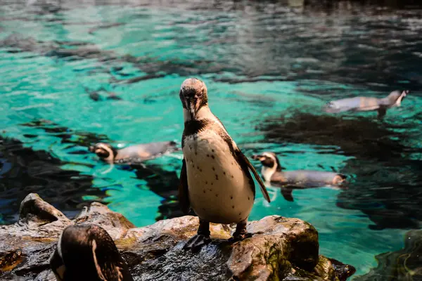 Photo Picture of Wild Penguin Animal Bird Playing — Stock Photo, Image