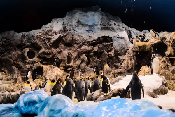 再生野生ペンギン動物鳥の写真画像 — ストック写真