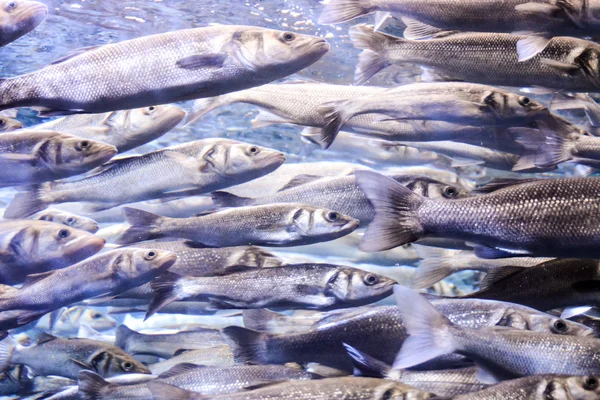 美しい熱帯魚の水族館について — ストック写真