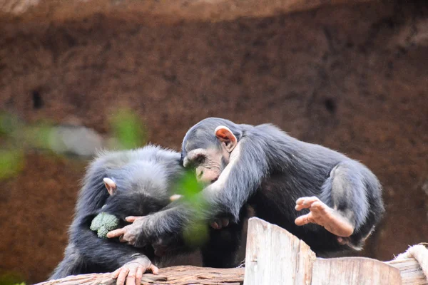 Chimpanzé preto mamífero mamífero animal — Fotografia de Stock