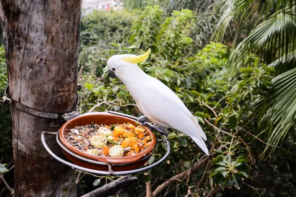 Pappagallo tropicale colorato — Foto Stock