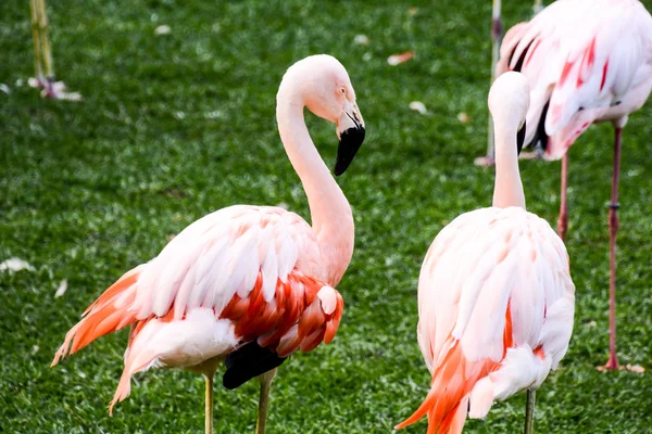 Rosa Tier Vogel wilder Flamingo — Stockfoto