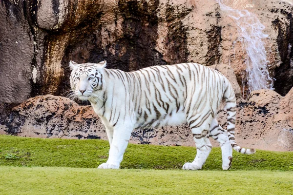 Zeldzame wit gestreept wilde tijger — Stockfoto