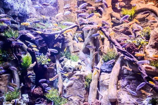 Aquarium voller schöner tropischer Fische — Stockfoto