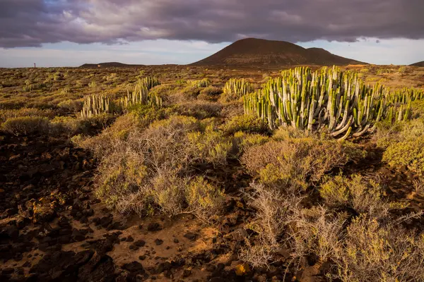 Tramonto nel deserto di Cactus a Tenerife Isola delle Canarie — Foto Stock