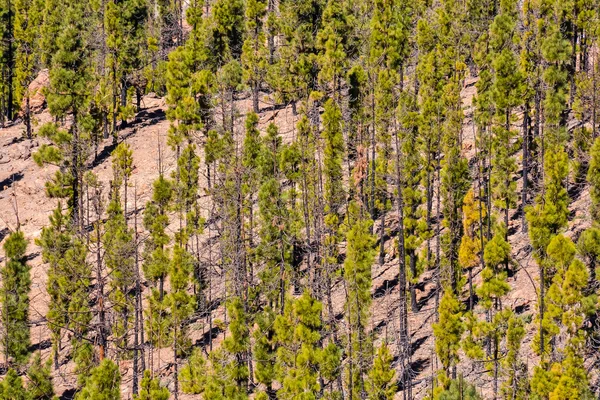 Pineta verde foresta — Foto Stock