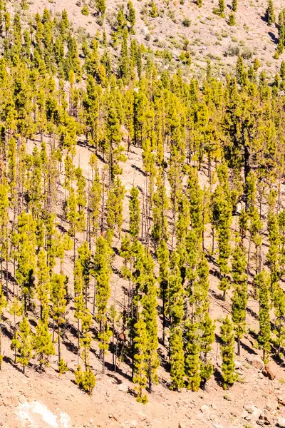 Bosque verde pino — Foto de Stock