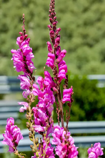 Flor flor fondo — Foto de Stock