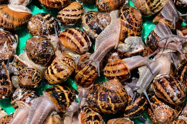 Escargote de caracol comestível — Fotografia de Stock