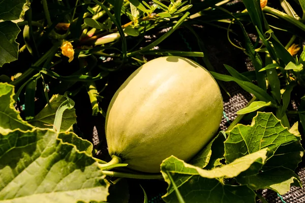 Melonenpflanze im Gemüsegarten — Stockfoto