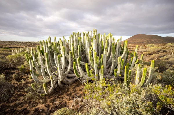 Tenerife Canary岛的仙人掌沙漠落日 — 图库照片