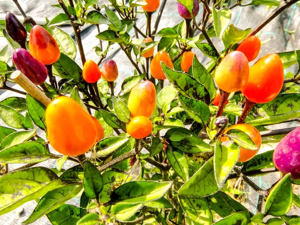 Bunte Chilipflanze — Stockfoto
