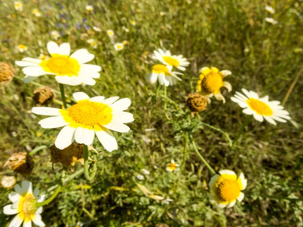 Bloeiende bloem achtergrond — Stockfoto