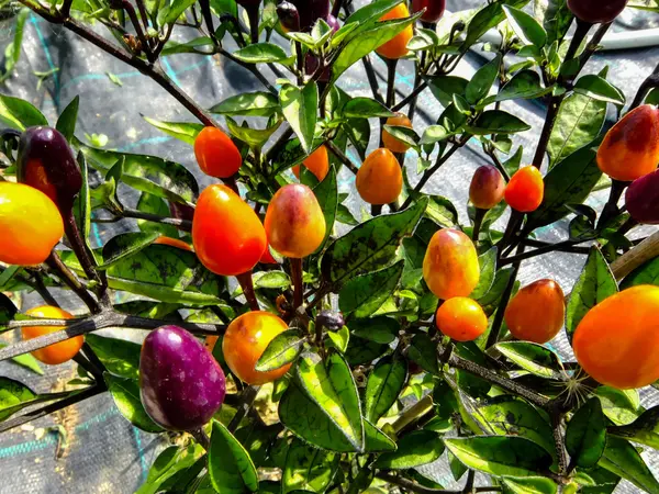 Bunte Chilipflanze — Stockfoto