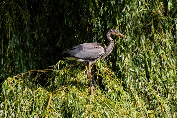 Graureiher — Stockfoto