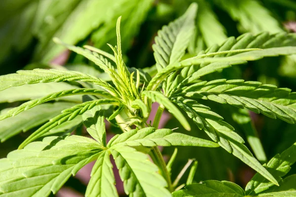 Cannabis Marijuana blad anläggningen detalj — Stockfoto