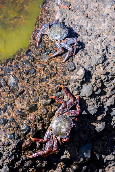 Cangrejo rojo de mar — Foto de Stock