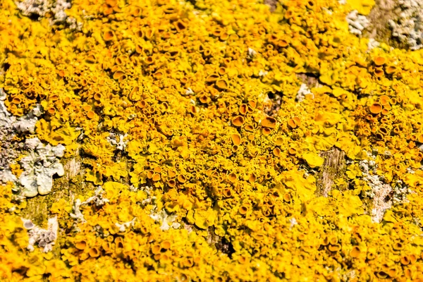 Photo Picture texture Lichens — Stock Photo, Image