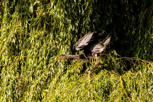 アオサギ鳥 — ストック写真