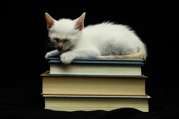 Bílá mladé baby kočka — Stock fotografie