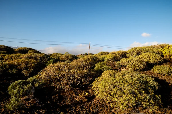 Cactus in de woestijn — Stockfoto