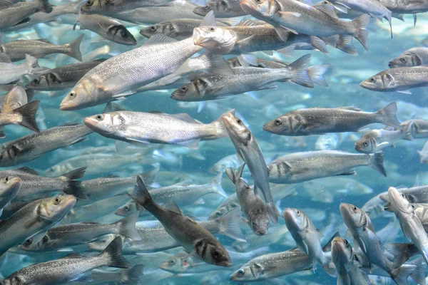 École de poissons gris argenté — Photo