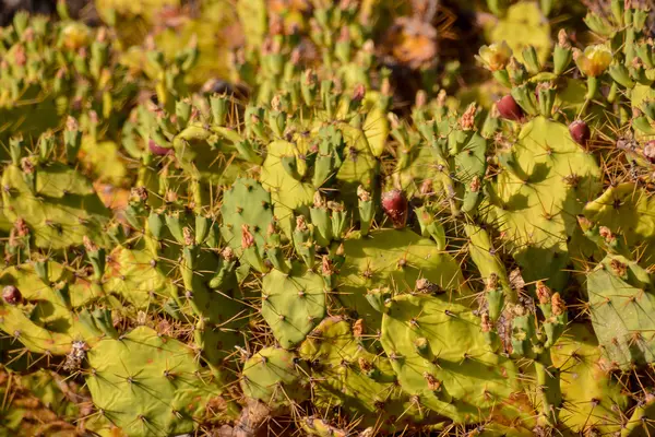 Gröna fikonkaktus kaktusar blad — Stockfoto