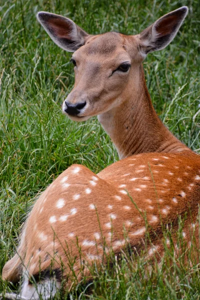 Cute spotted fallow — Stock Photo, Image