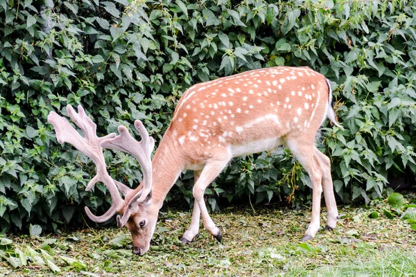Cute spotted fallow — Stock Photo, Image