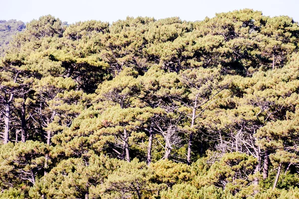 森林无缝纹理背景 — 图库照片