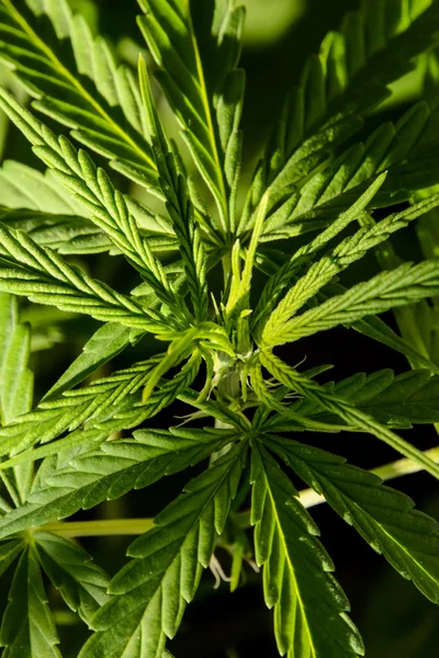 Cannabis Maconha Folha Detalhe da planta — Fotografia de Stock