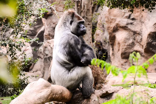 Big Mammal Gray Adult Strong Gorilla