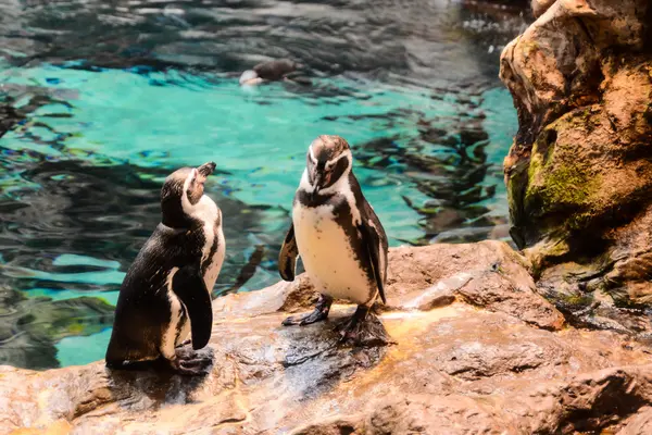 Foto foto van dierlijke vogel wilde Penguin spelen — Stockfoto