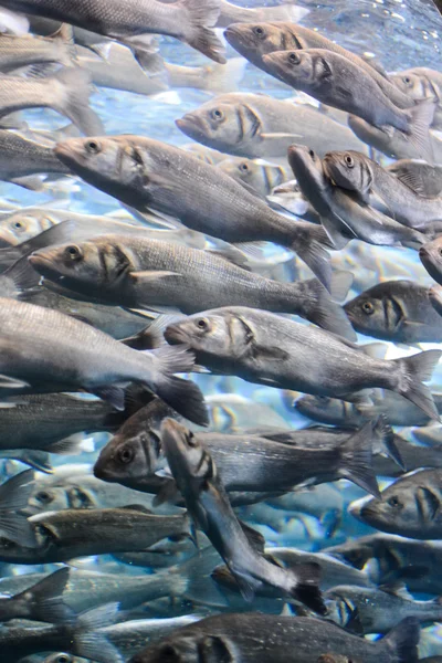 Acquarium plné krásných tropických ryb — Stock fotografie