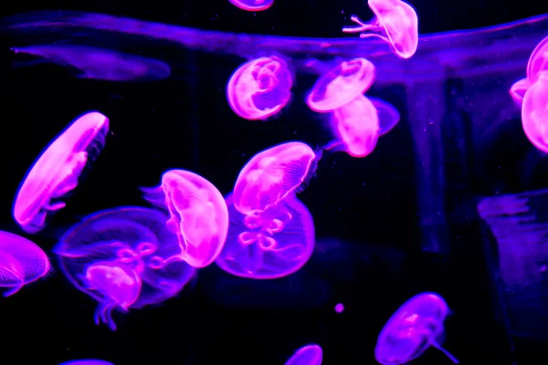 Jellyfish Dangerous Poisonous Medusa — Stock Photo, Image